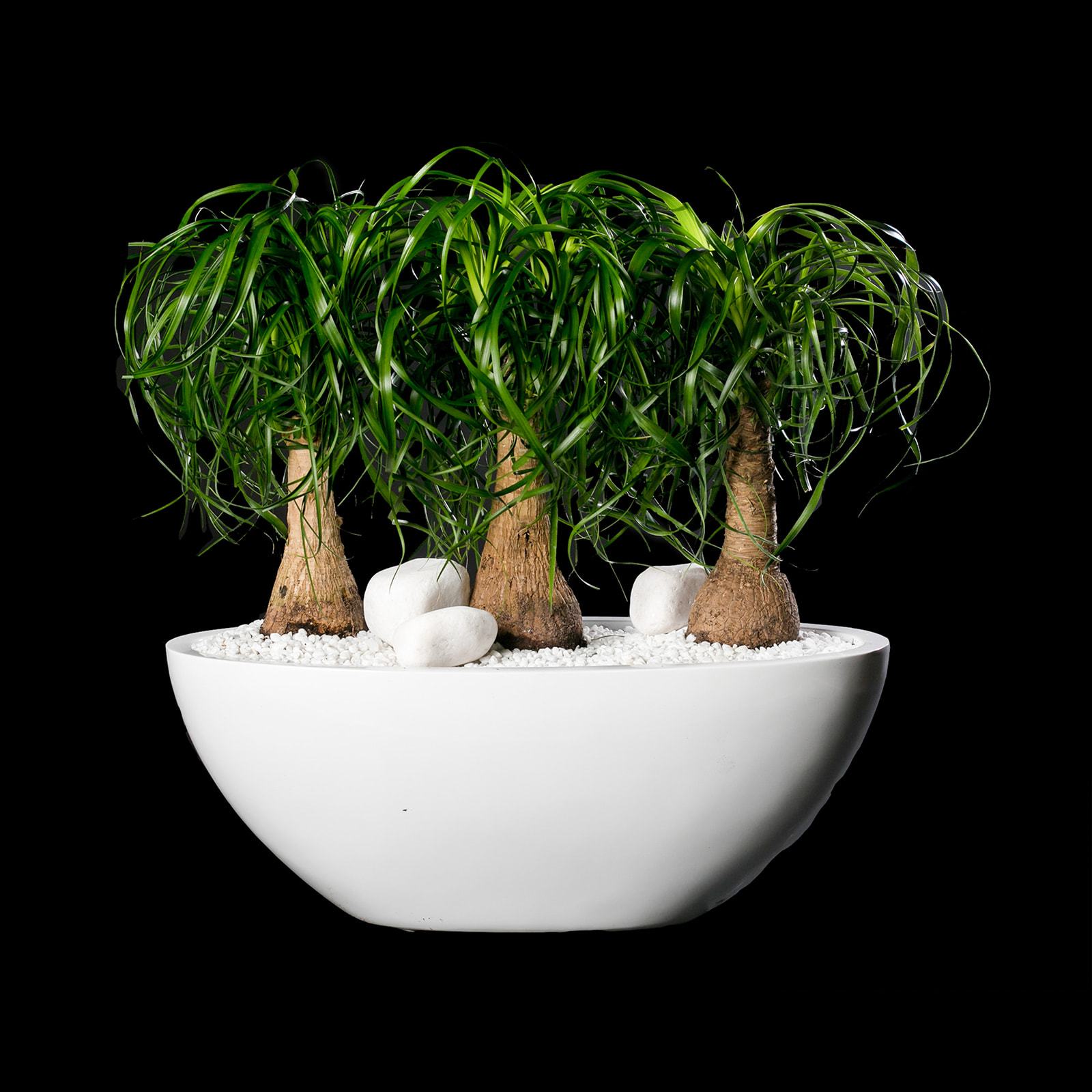 Palm Trio 