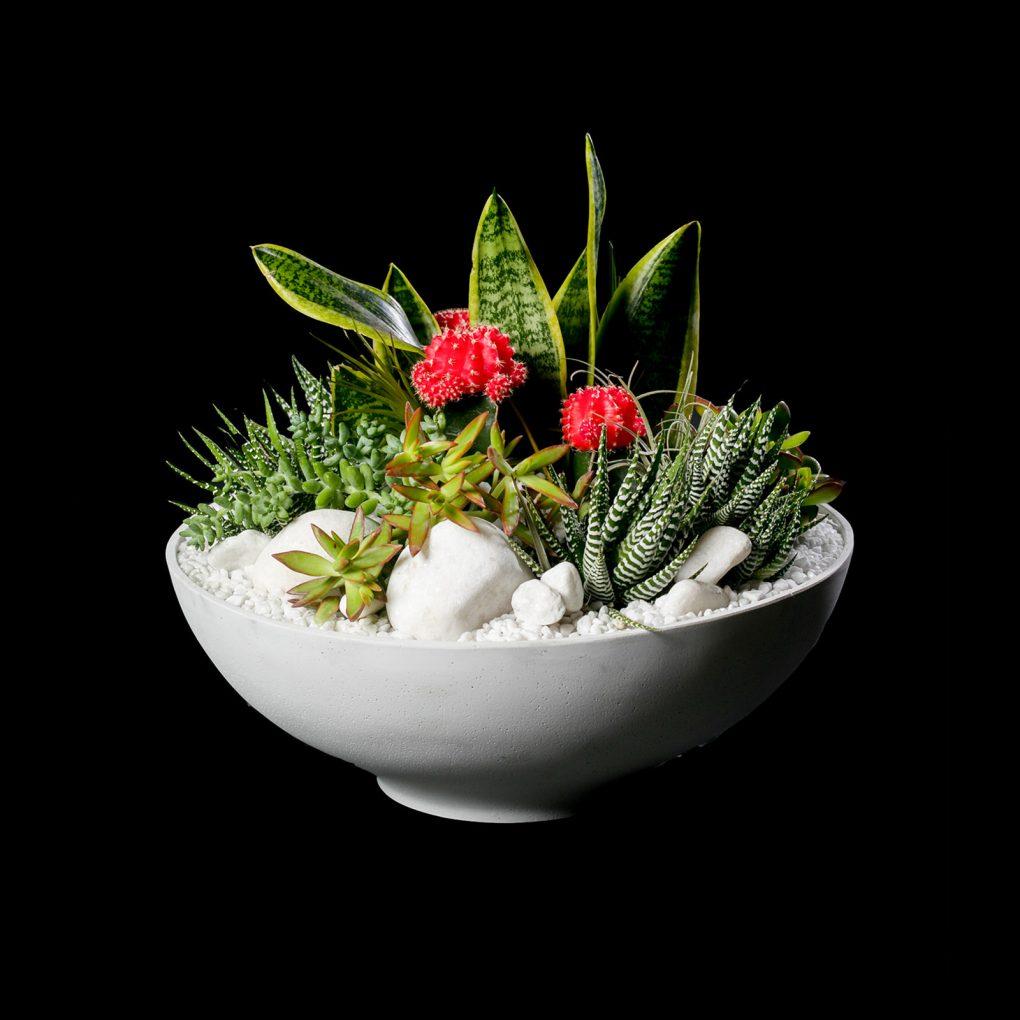 Cactus Landscape 