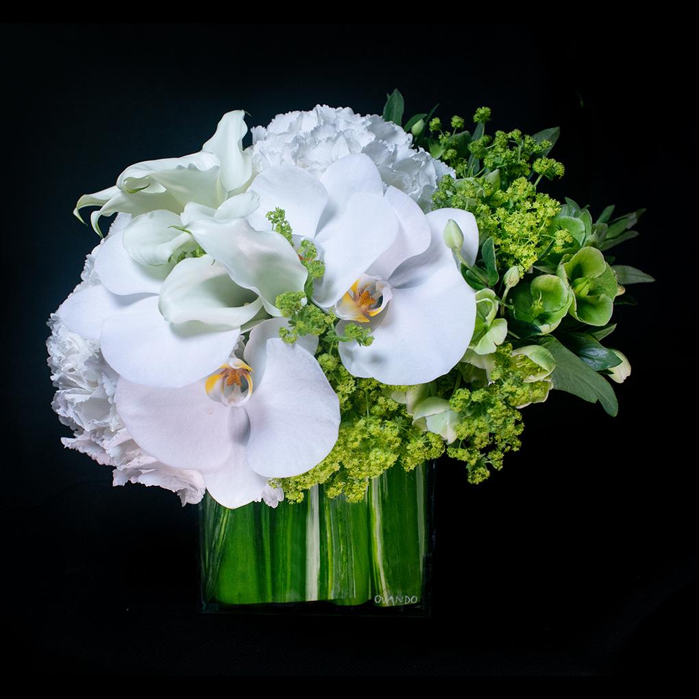 Ivory Dream