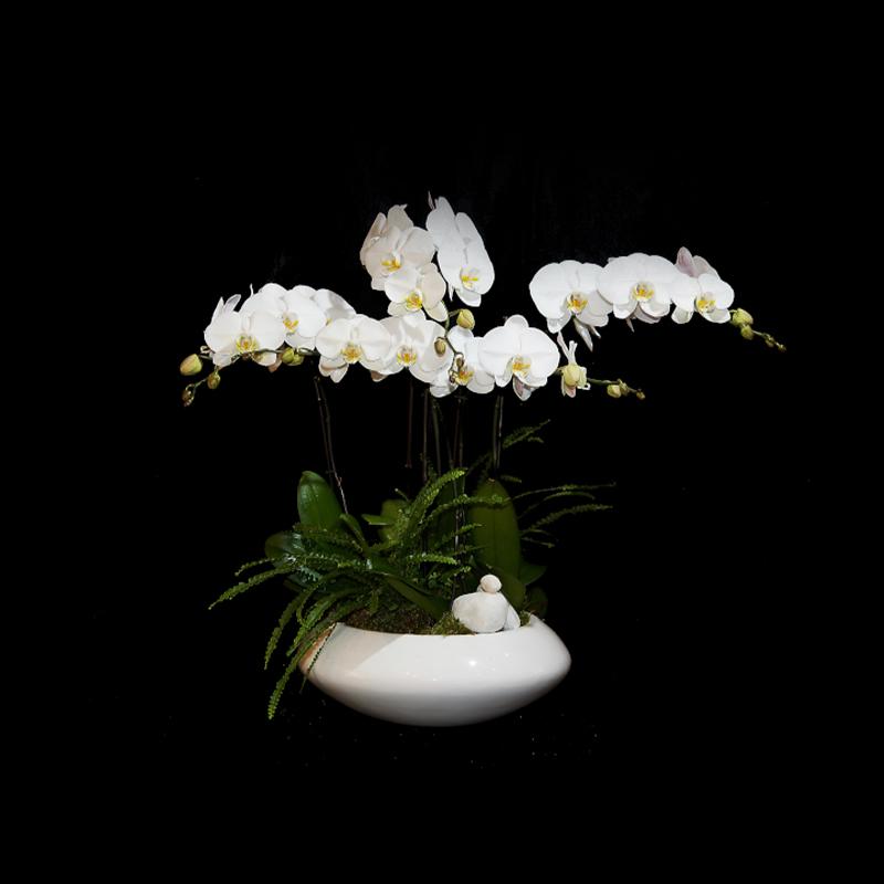 Natural Elegance
