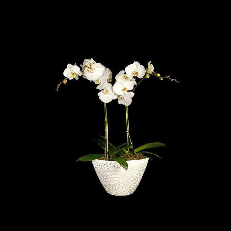 Orchid Couplet