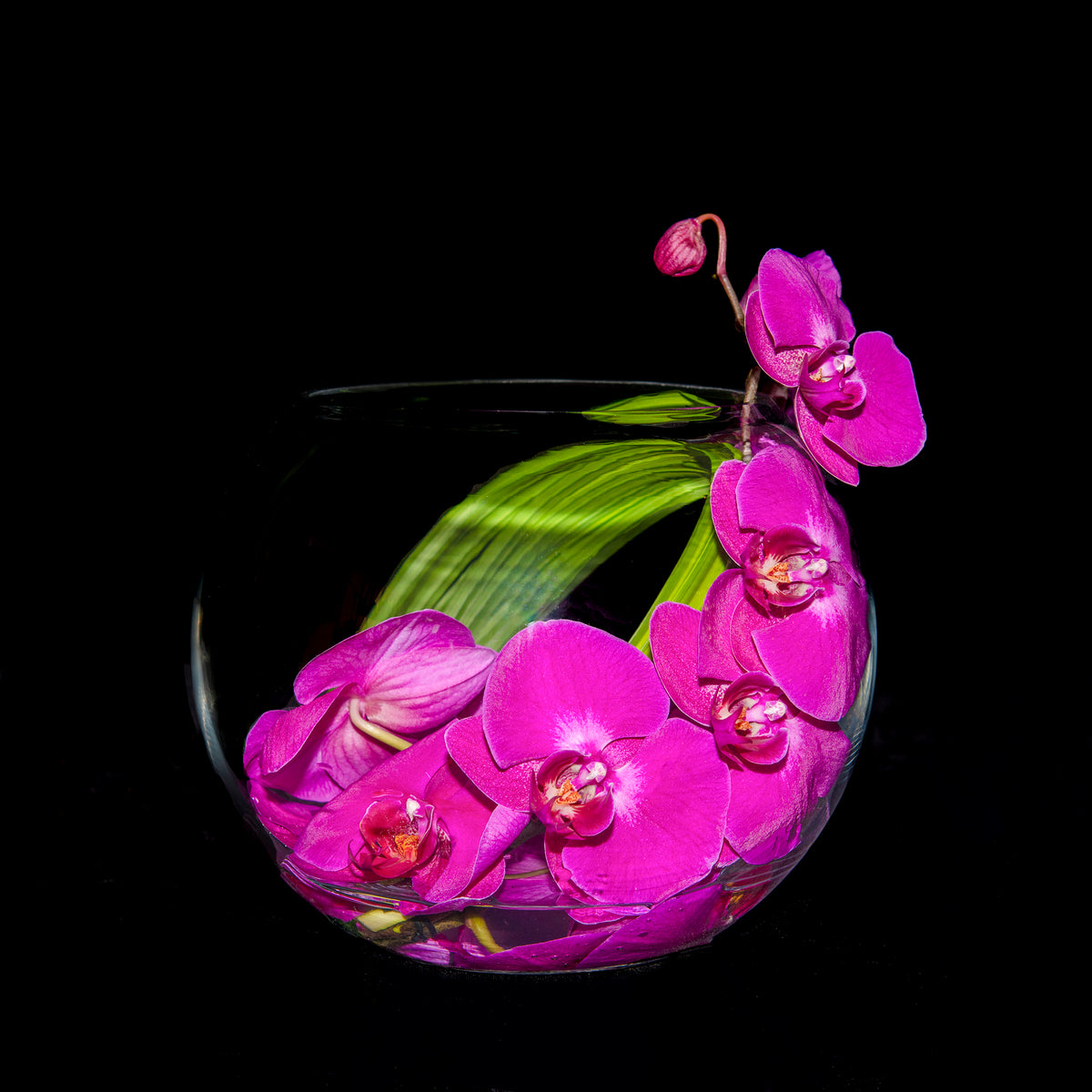 Fuchsia Moon – Ovando